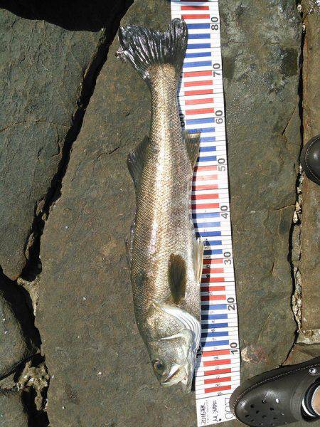 今日はトップオンリー